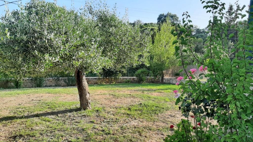 The garden of Andri House